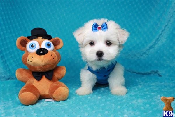 lvpuppyheaven Picture 3